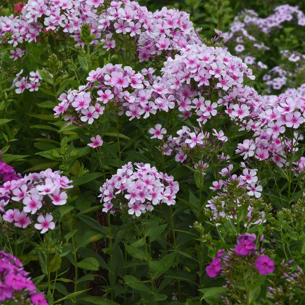 White Bicolor Ka Pow Phlox