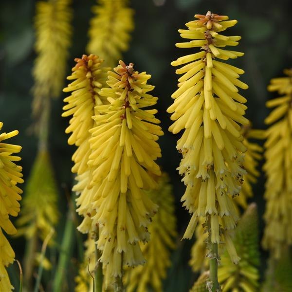 Glowstick Kniphofia