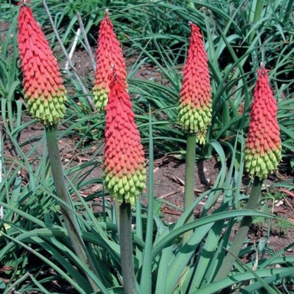 Traffic Light Kniphofia