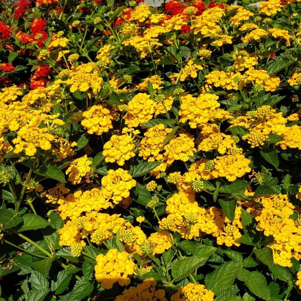 Gold Chapel Hill Lantana