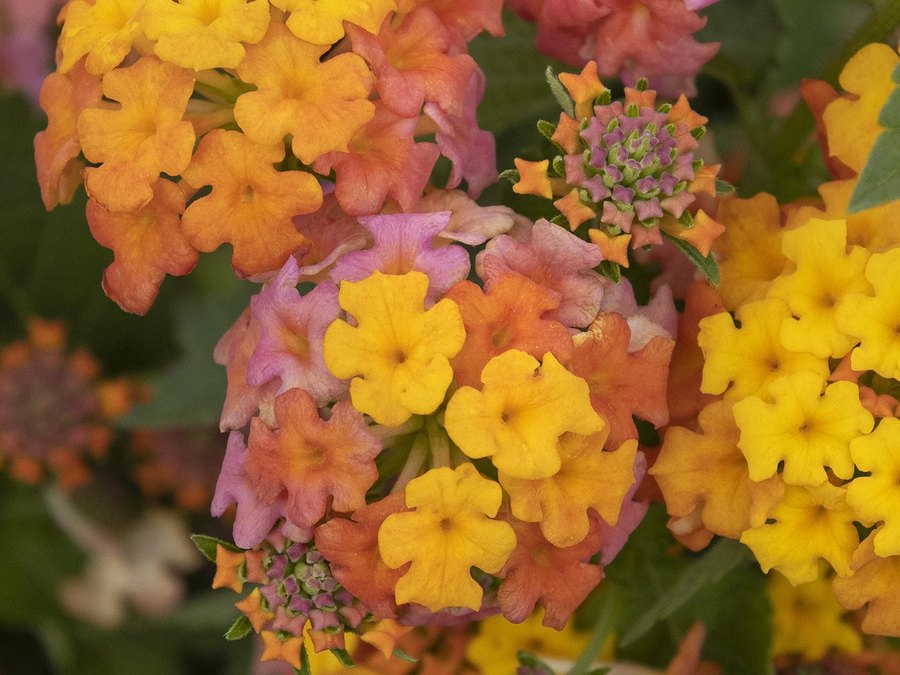 Lantana: Chapel Hill