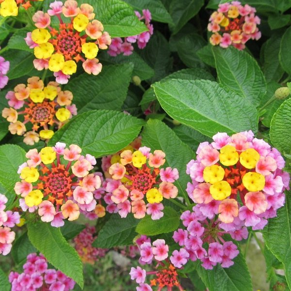 Pink Huff Chapel Hill Lantana