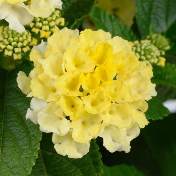 Yellow Chapel Hill Lantana