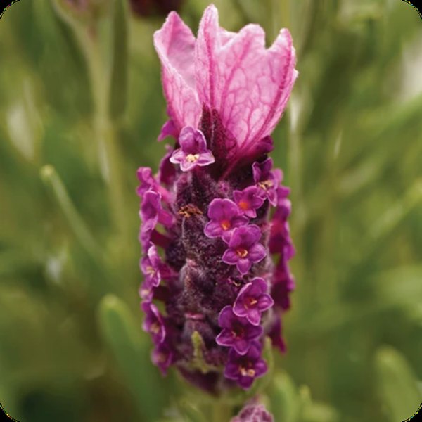 Deep Rose Bandera Lavender