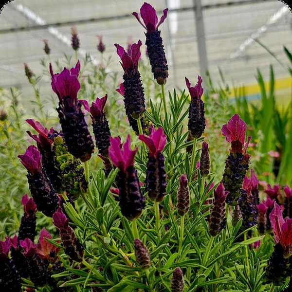 Burgundy Anouk Lavender