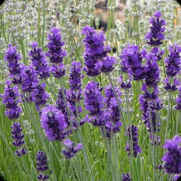 Lavender: Anouk and Bandera