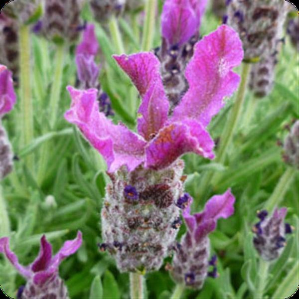 Deep Rose Anouk Lavender