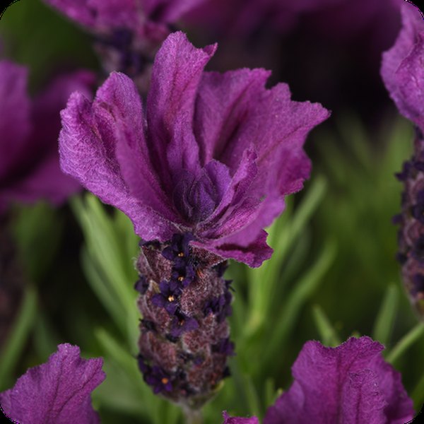 Doublescape Anouk Lavender