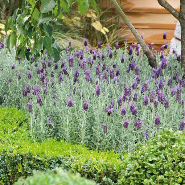 Purple Bandera Lavender