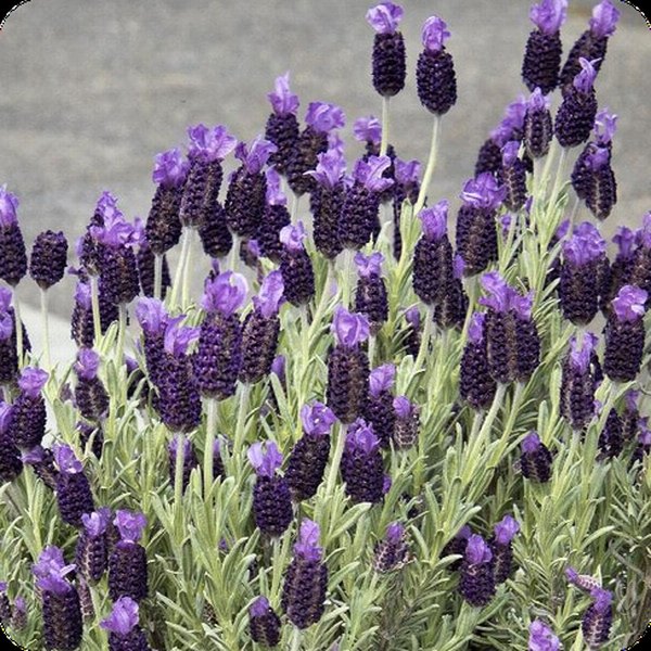 Purple Flare Anouk Lavender