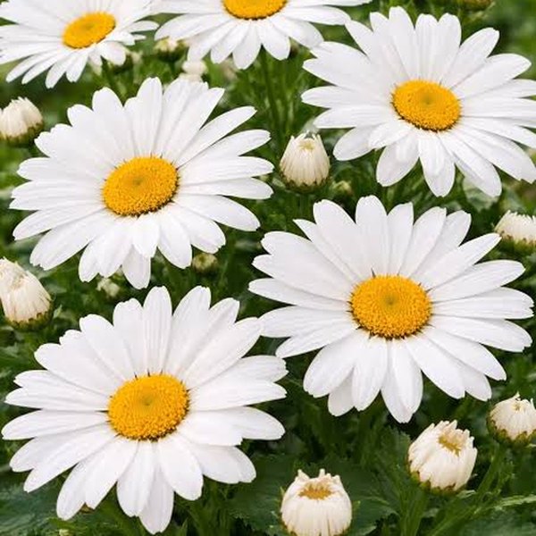 Leucanthemum and Liatris