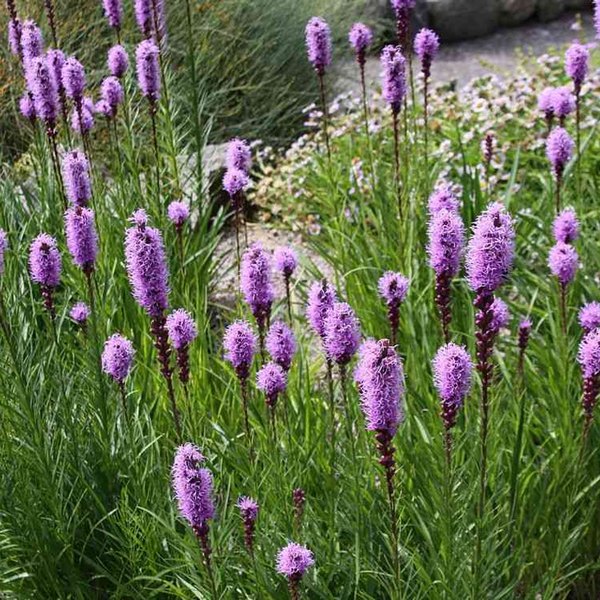 spicata Purple Liatris