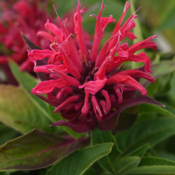 Monarda: Balmy