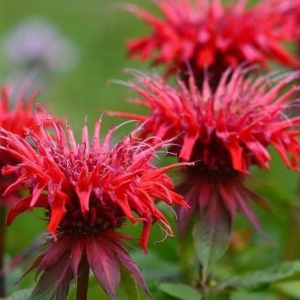 Panorama Red Monarda