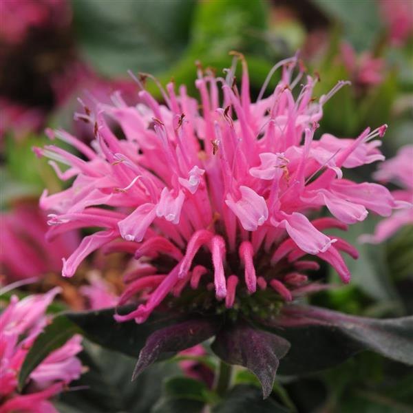 Pink Balmy Monarda