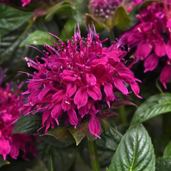 Rose Balmy Monarda