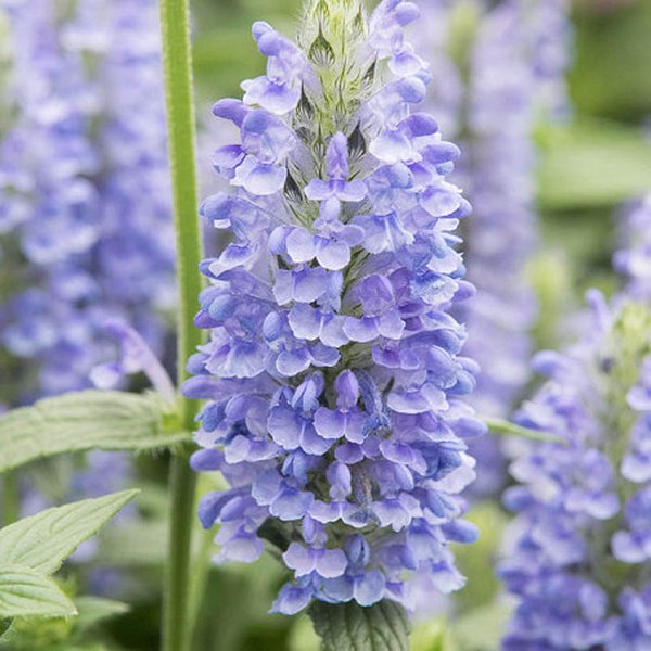 Nepeta (Catnip)
