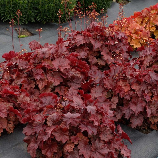 Red Northern Exposure Heuchera