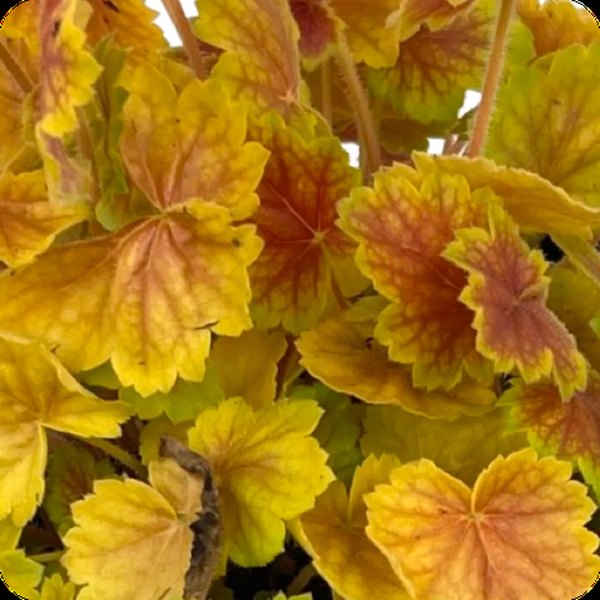 Sienna Northern Exposure Heuchera