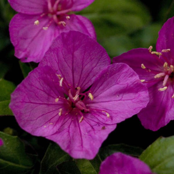 Oenothera