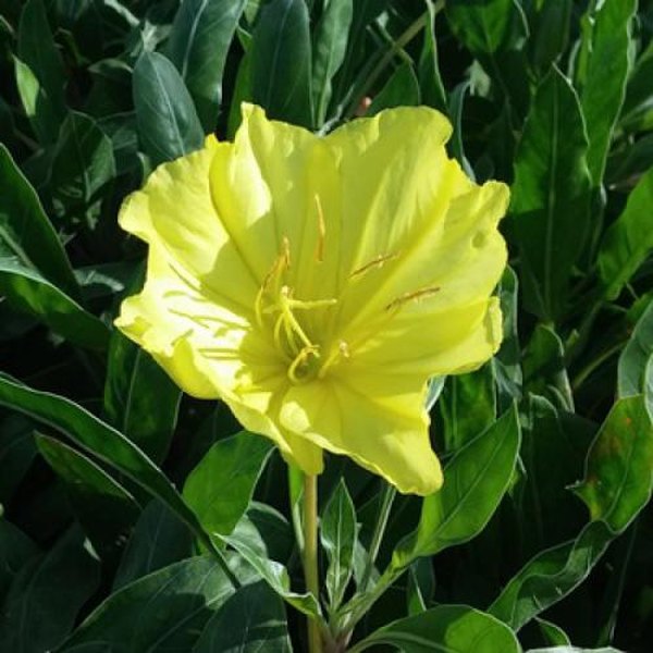 macrocarpa Oenothera