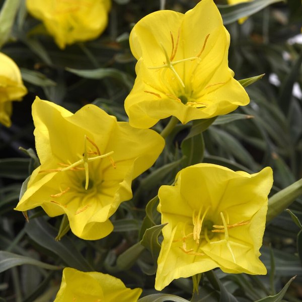 missouriensis Oenothera