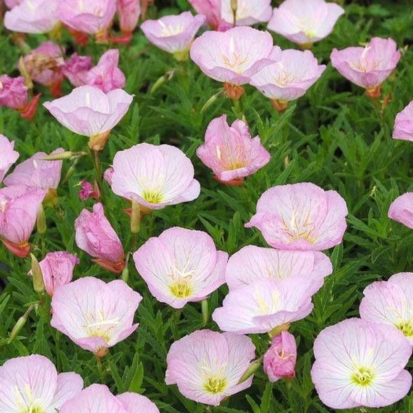 Siskiyou Pink Oenothera
