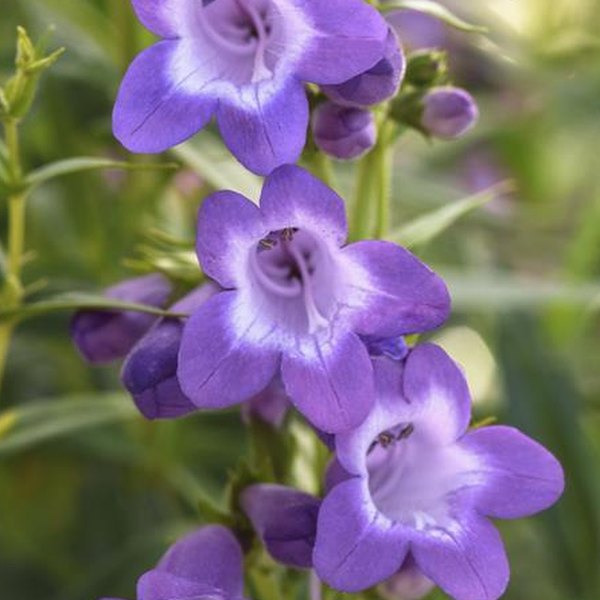 Penstemon and Perovskia (Russian Sage)