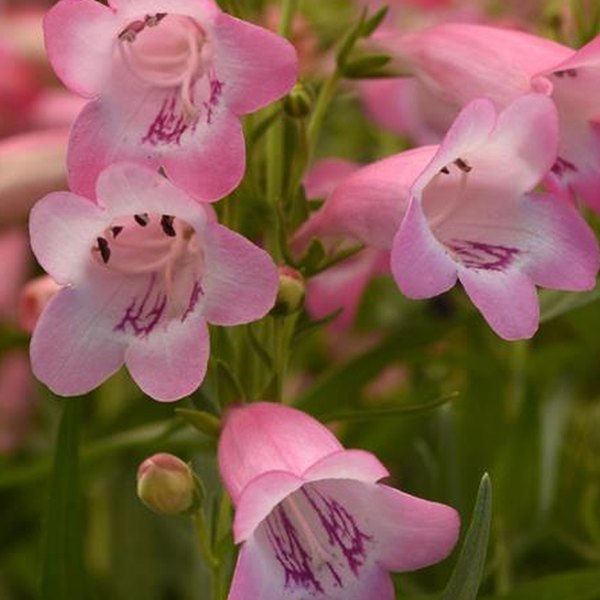 Light Pink Mountain Treats Penstemon