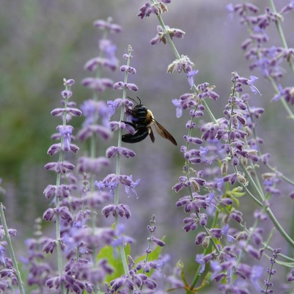 Little Spire Russian Sage Perovskia