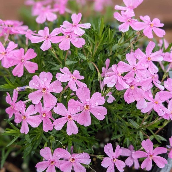 Emerald Pink Phlox - Subulata