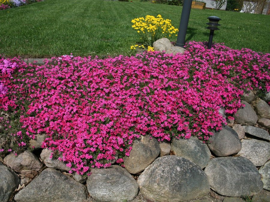 Phlox subulata