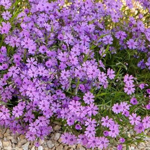 Purple Beauty Phlox - Subulata