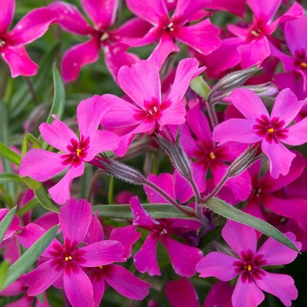Scarlet Flame Phlox - Subulata