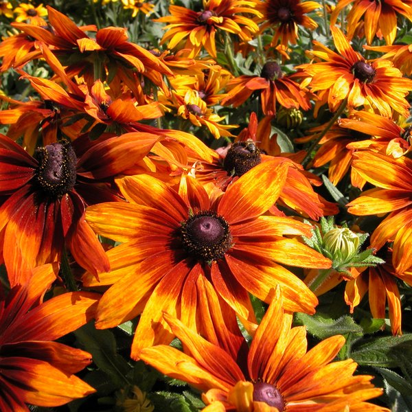 Rudbeckia