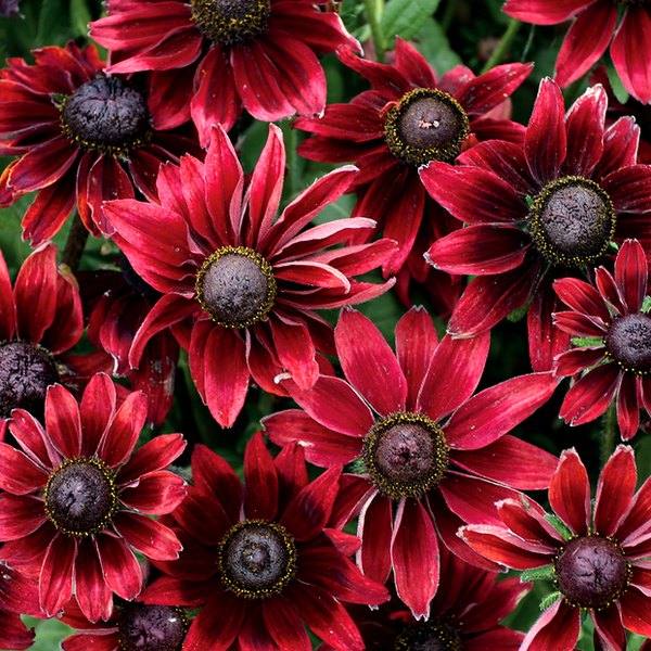 Rudbeckia