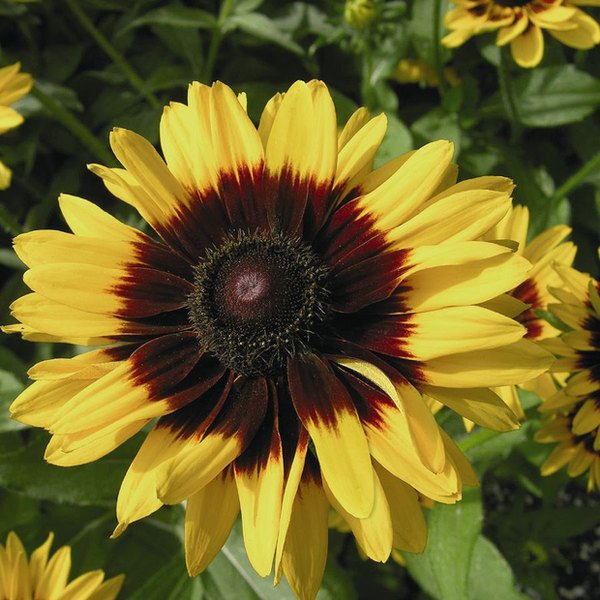 Denver Daisy Rudbeckia