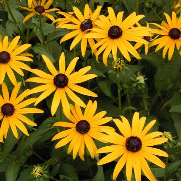 Goldsturm Rudbeckia