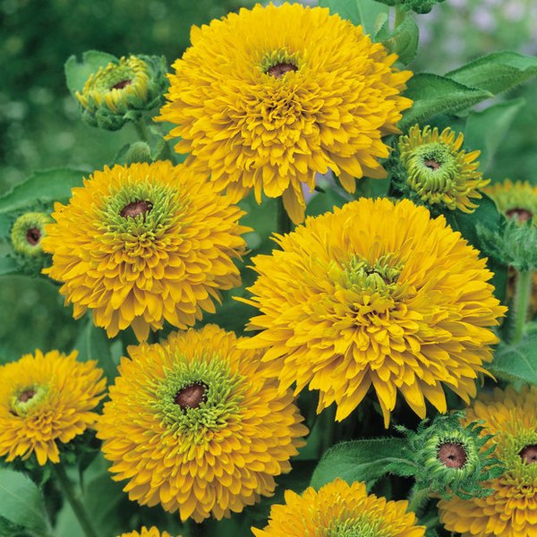 Maya Rudbeckia
