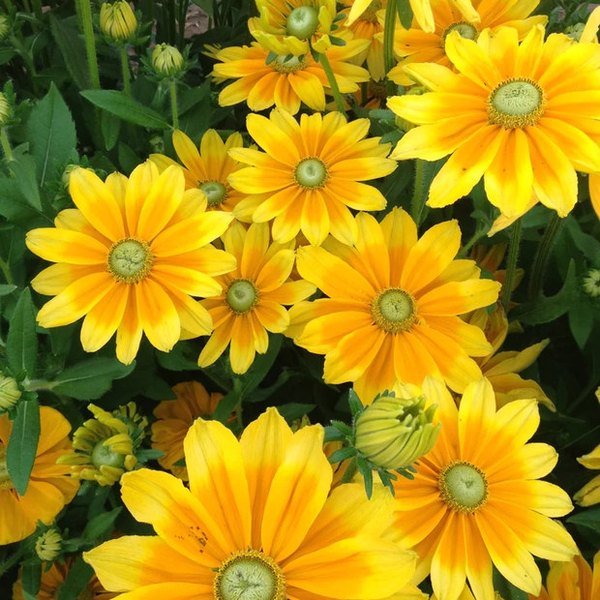 Prairie Sun Rudbeckia