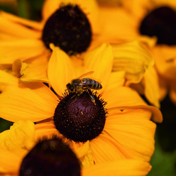 Toto Gold Rudbeckia