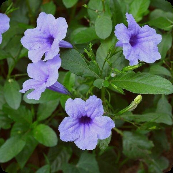 Ruellia (Mexican Petunia)