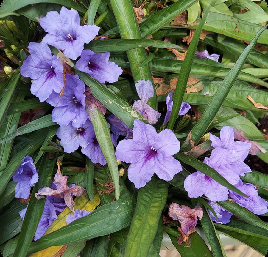 Ruellia (Mexican Petunia)
