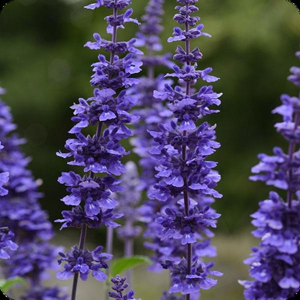 Mystic Spires Salvia farinacea