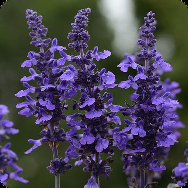 Mysty Salvia farinacea