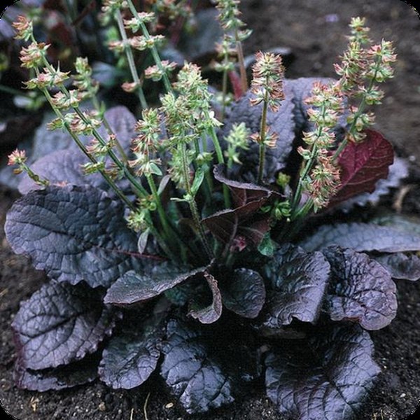 Perennial Salvia and Salvia farinacea