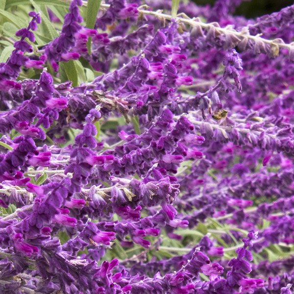 Santa Barbara-Mexican Sage Salvia