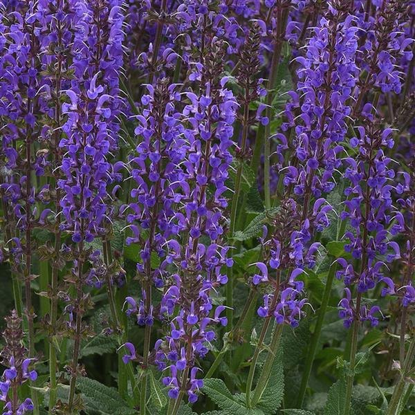 Blue by You Salvia nemorosa
