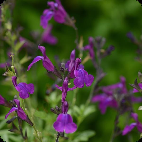 Deep Purple Mirage Salvia greggii