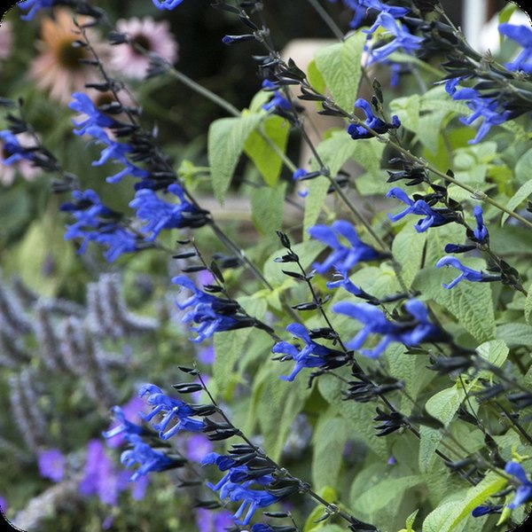 Black and Blue Salvia guaranitica